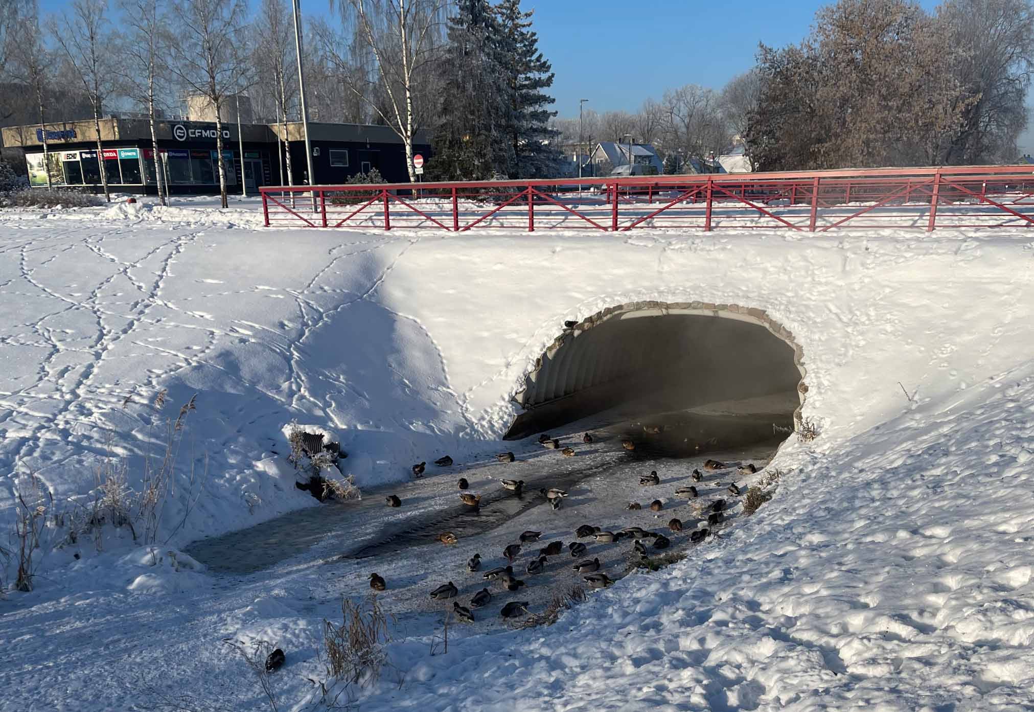 Veebruari esimesel päeval loendas mures võrukas Koreli oja ääres kokku 51 parti. Ta leiab, et pardid on nälginud ja neil napib sulgede puhastamiseks vett. Foto: ERAKOGU